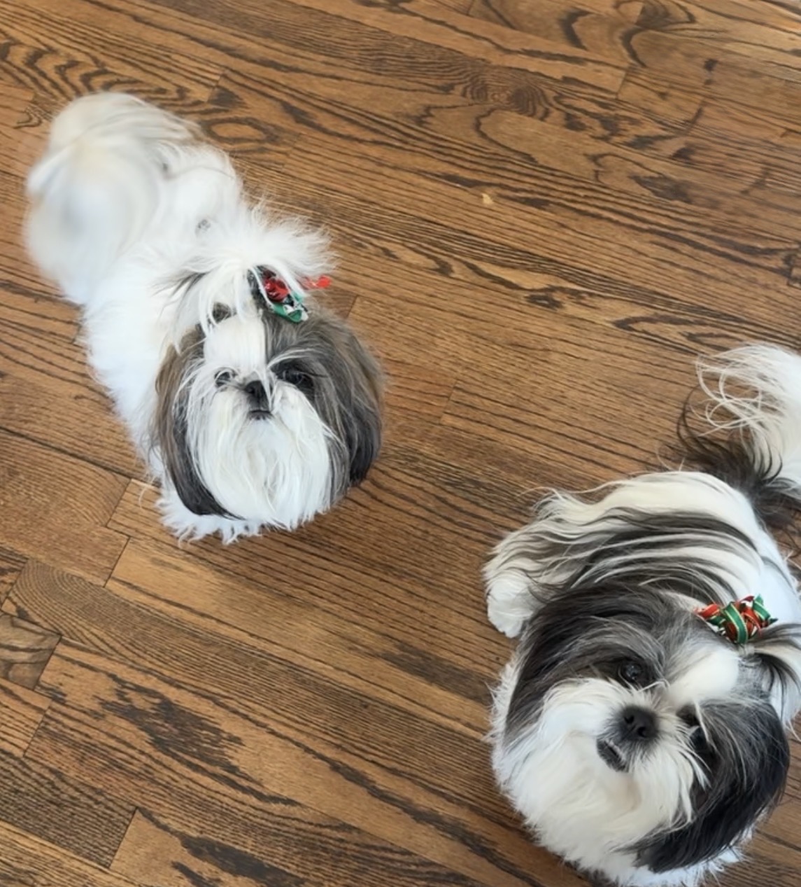 Meiling and Sophie (my Shih Tzus) posing for a photo